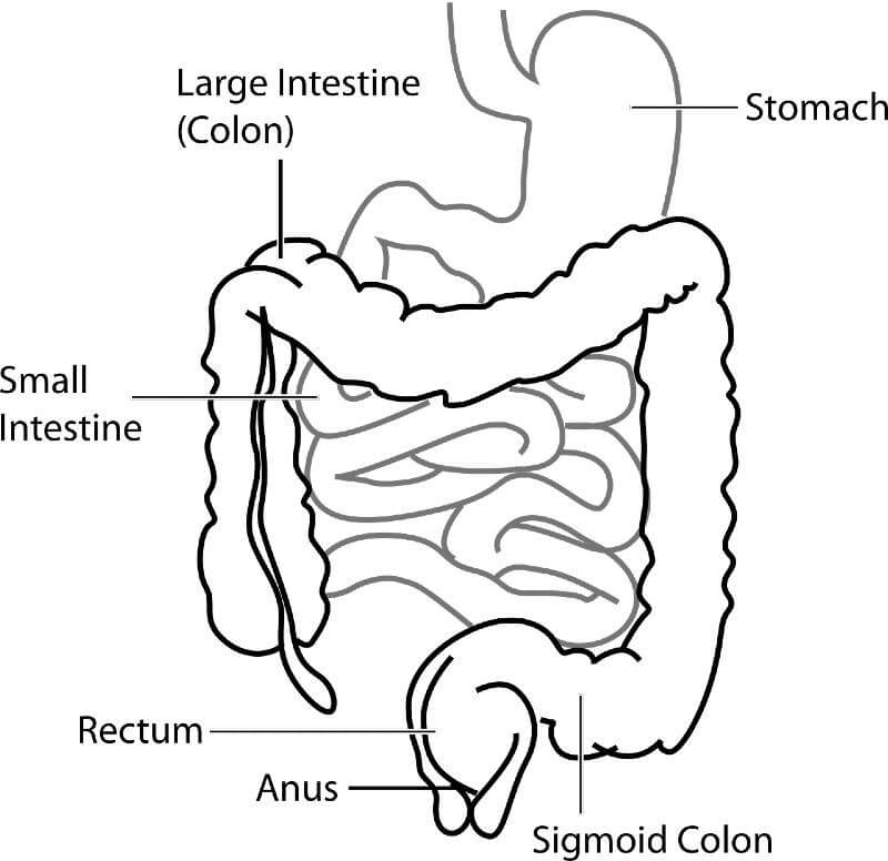 Crohn’s Disease And Alcohol Featured Image