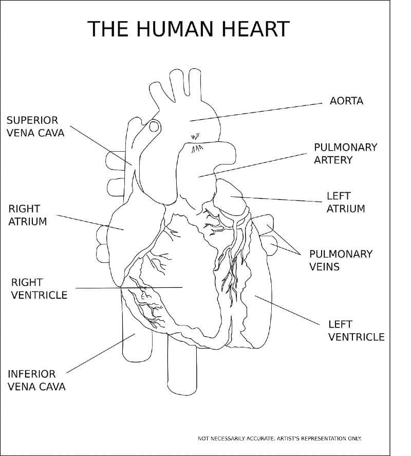 Coronary Heart Disease Risk Factors Featured Image